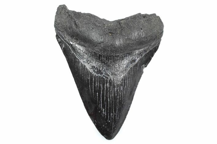Fossil Megalodon Tooth - South Carolina #362578